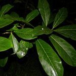 Ficus obtusifolia leaf picture by Nelson Zamora Villalobos (cc-by-nc)