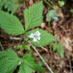 Rubus pubescens flower picture by Bianca Legault (cc-by-sa)