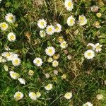 Bellis annua flower picture by Marion Robillard (cc-by-sa)