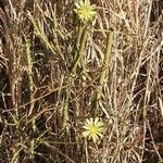 Launaea hafunensis habit picture by susan brown (cc-by-sa)