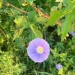 Ipomoea hederacea flower picture by Duque Consuelo (cc-by-sa)