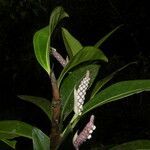 Anthurium obtusum flower picture by Nelson Zamora Villalobos (cc-by-nc)