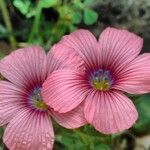 Linum pubescens flower picture by bas yves (cc-by-sa)