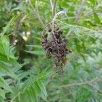 Rhus copallinum fruit picture by Bre Bitz (cc-by-sa)