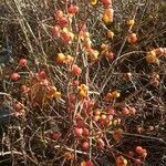 Celastrus orbiculatus fruit picture by Zachary Holderby (cc-by-sa)