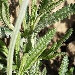 Lavandula dentata leaf picture by Ramón Valle (cc-by-sa)