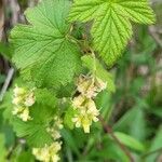 Ribes americanum leaf picture by Pegster (cc-by-sa)