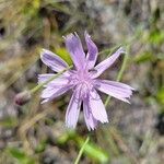 Lygodesmia aphylla flower picture by Matthew Horrigan (cc-by-sa)