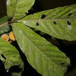 Trichilia martiana fruit picture by Nelson Zamora Villalobos (cc-by-nc)