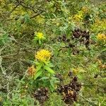 Hypericum canariense flower picture by Antonio Casas (cc-by-sa)