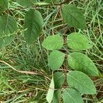 Apocynum androsaemifolium leaf picture by Skylar Austin (cc-by-sa)