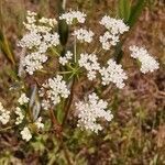 Pimpinella saxifraga flower picture by Tomaž Jančar (cc-by-sa)