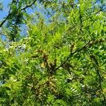 Gleditsia triacanthos flower picture by nicole coline.1957 (cc-by-sa)