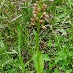 Dactylorhiza viridis habit picture by Daniel Barthelemy (cc-by-sa)