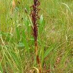 Anacamptis laxiflora habit picture by Pierre LEON (cc-by-sa)