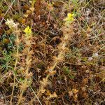 Sideritis montana habit picture by Emanuele Santarelli (cc-by-sa)