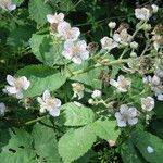 Rubus armeniacus flower picture by Barry Cornelius (cc-by-sa)