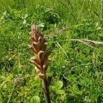 Orobanche caryophyllacea leaf picture by fleur la belle (cc-by-sa)