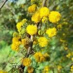 Vachellia caven flower picture by Trap Hers (cc-by-sa)