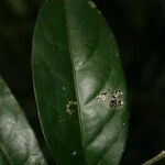 Drypetes variabilis leaf picture by Jean-François Molino (cc-by-sa)