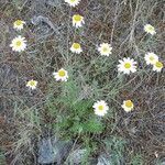 Anthemis cretica flower picture by Jo Maas (cc-by-sa)