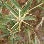 Centaurea hyalolepis leaf picture by Abdul Ghaffar (cc-by-sa)