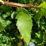 Ulmus alata leaf picture by Brad Kelley (cc-by-sa)