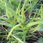 Stellaria palustris leaf picture by Надежда Надежда (cc-by-sa)