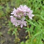 Allium unifolium flower picture by maristela diaz (cc-by-sa)