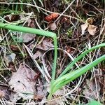 Allium cernuum leaf picture by jimmysong (cc-by-sa)