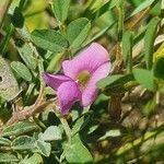 Tephrosia subtriflora flower picture by susan brown (cc-by-sa)