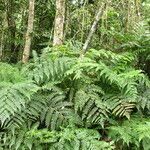 Cyathea microdonta habit picture by Renato Lima (cc-by-nc-sa)