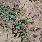 Gomphrena globosa flower picture by SANTOS NATANIEL (cc-by-sa)