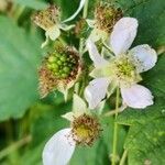 Rubus idaeus flower picture by Dieter Albrecht (cc-by-sa)