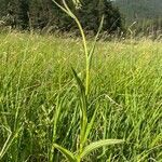 Epipactis palustris habit picture by Bergwacht Obsteig (cc-by-sa)