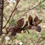 Prunus cerasifera leaf picture by Sabina Hartmann (cc-by-sa)