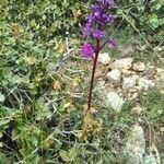 Orchis quadripunctata habit picture by bas yves (cc-by-sa)