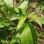 Plantago tomentosa leaf picture by Fernandes Mauricio (cc-by-sa)