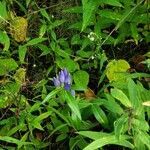 Gentiana andrewsii leaf picture by Brianna Rozman (cc-by-sa)