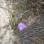 Patersonia sericea flower picture by Eugene B (cc-by-sa)