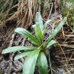 Epilobium tetragonum habit picture by David Martin (cc-by-sa)