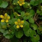 Saxifraga cymbalaria flower picture by Alvaro Delgado (cc-by-sa)