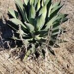 Agave shawii leaf picture by Jonathan Testa (cc-by-sa)