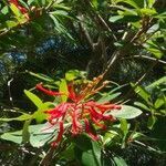 Embothrium coccineum flower picture by guilles (cc-by-sa)