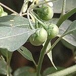 Solanum chenopodioides fruit picture by Jurgen (cc-by-sa)