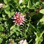 Trifolium thalii flower picture by Sally Hudson (cc-by-sa)