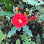 Ipomoea hederifolia flower picture by Lennaert Steen (cc-by-sa)