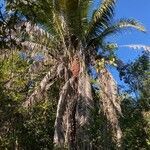 Attalea speciosa habit picture by Falotico Tiago (cc-by-sa)