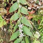 Tricyrtis hirta habit picture by Isabelle Bellin (cc-by-sa)