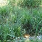 Carex elata habit picture by Yoan MARTIN (cc-by-sa)